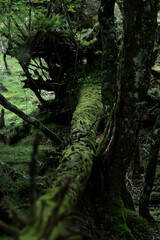 コケの森を散策