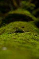 コケの森を散策