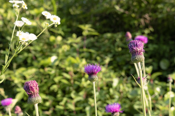 Thistles blooming in a field