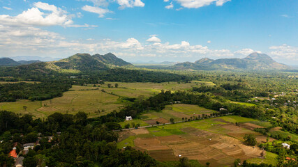 Aerial drone of Agricultural land and rice fields in the countryside. Farmers land surrounded by jungle. Sri Lanka.