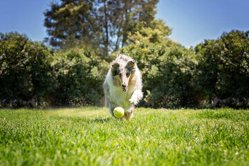Collie chasing the ball