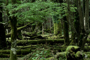 Fototapeta premium 苔むす