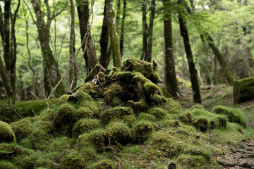 森　苔オブジェ