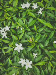 white flowers in the garden