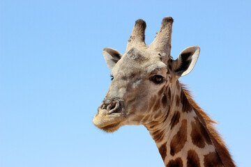 Giraffe in the Kgalagadi