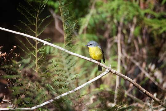 Eastern Yellow Robin