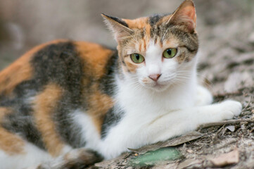 Wild cat living in a Japanese forest