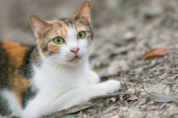 日本の森でリラックスする可愛らしい野良猫