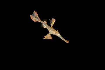 Solenostomus paradoxus or ghost fish in the coastal tropical waters of the Indian Ocean and the western Pacific Ocean on horizontal macro photo at night