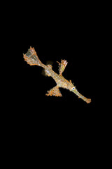 Vertical black macro photo of solenostomus paradoxus or ghost fish lives in the coastal tropical waters of the Indian Ocean and the western Pacific Ocean