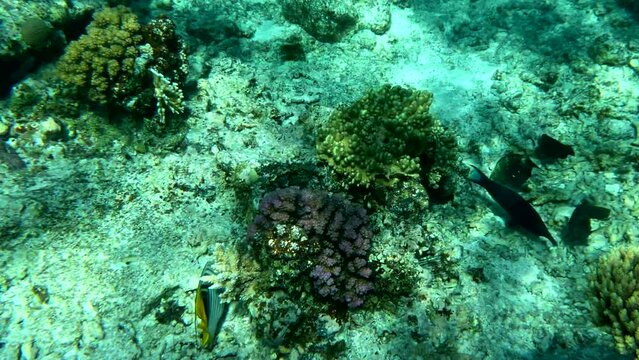 Red Sea Fauna. Static video of a coral reef in the Red Sea. Beautiful underwater background with fish and corals. High quality 4k footage