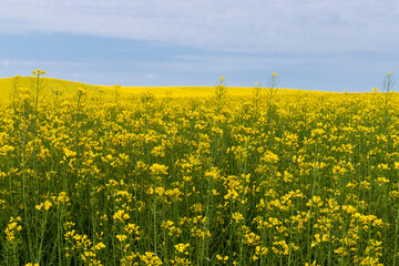 Blooming canola field. Rape on the field in summer. Bright Yellow rapeseed oil. Flowering rapeseed. with blue sky and clouds