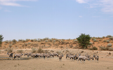 Obraz na płótnie Canvas Gemsbok or South African Oryx, Kgalagadi