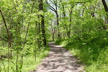 The hiking trail in the springtime forest on a sunny day.