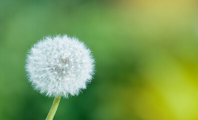 fluffy white dandelion on a green background