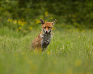 Red fox sitting in a field licking its lips with grass and buttercups surrounding it.  