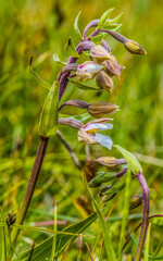 Marsh Helleborine