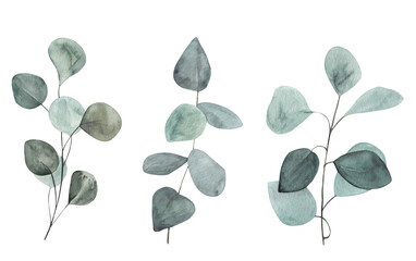 Beautiful transparent eucalyptus leaves and branches hand painted in watercolor botanical illustration. Natural rustic boho art isolated on white background. wedding flower invitation elements