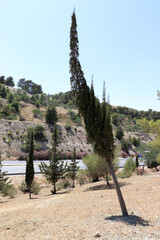   Amman, Jordan - tilted tree in the Dead Sea road