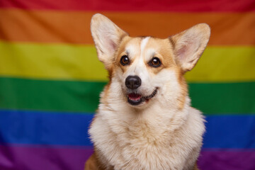 A happy corgi dog smiles sweetly in front of a rainbow LGBT flag. Love of Animals. The concept of equality, happiness, freedom, love of a same-sex couple.