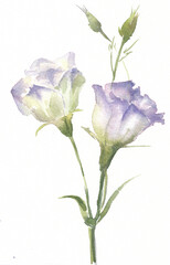 Watercolor lisianthus flower isolated on white background. Watercolor illustration. Graceful eustoma flower.