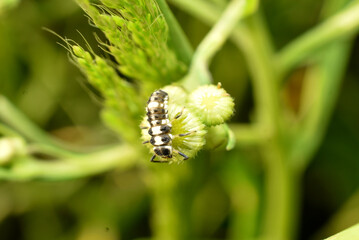 A larva of a green midge with transparent wings called a lacewing.