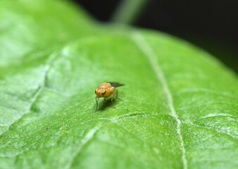 A yellow fly with green eyes sits on a leaf.