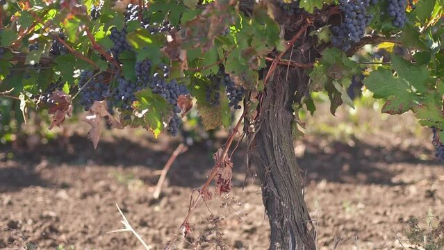 A bunch of grapes, grapes on the vine. Ripe grapes on the vine for making red wine