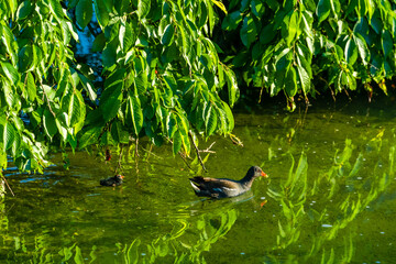 Chick of Eurasian coot (Fulica atra)