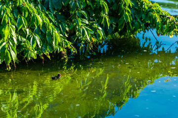 Obraz premium Chick of Eurasian coot (Fulica atra)