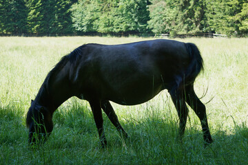 Polish Konik - brown pony eating grass on pasture © PX Media