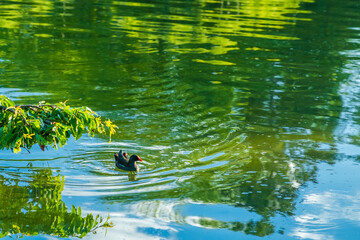 Chick of Eurasian coot (Fulica atra)
