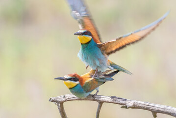 European bee-eater, Merops apiaster. Male and female make chicks