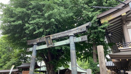Torii of “Yushima Tenmangu” established way back in year 458, the honorable Japanese shrine has such attractive calmness and embracing atmosphere, loved by many.  Photo 2022/6/15