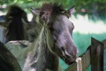 Polish Konik - brown pony - close-up on head © PX Media