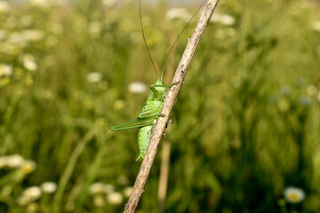 A large green grasshopper clings to a grass stalk with its paws.