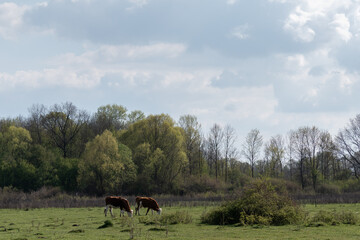 Two cows graze in pasture against forest in spring, domestic animal in free range, sunny day with bright clouds in sky