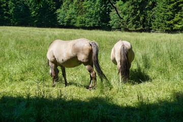 Obraz na płótnie Canvas Polish Konik - two brown horses