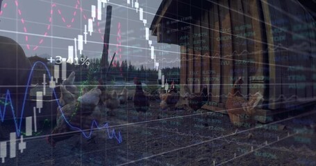 Animation of financial graphs over chicken on farm - Powered by Adobe