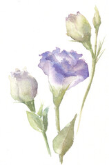 Delicate lisianthus flower in watercolor on a white background. Watercolor illustration. Eustoma flower.