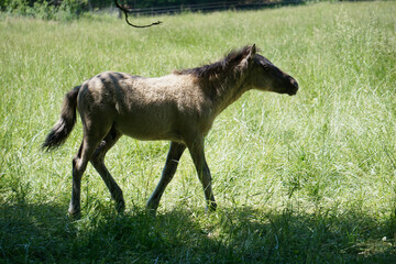 Polish Konik - young brown pony walking on pasture