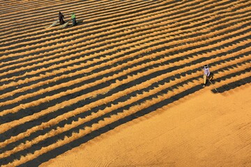 Workers working in small rice mill. Rice, paddy grain drying in sun. Flipping and weeping rice grains. Aerial view of rice mill. 