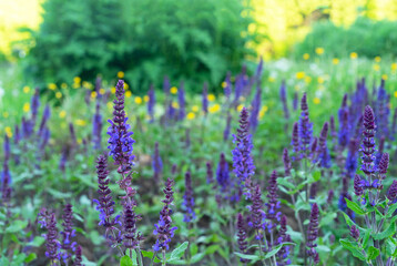 Purple sage flowers. Perennial sage (Salvia nemorosa) is a medicinal plant and food spice.