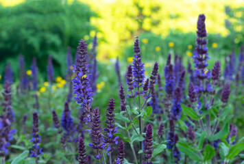 Purple sage flowers. Perennial sage (Salvia nemorosa) is a medicinal plant and food spice.