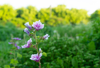 Wild flower Malva sylvestris. Mallow plant with lilac pink flowers.