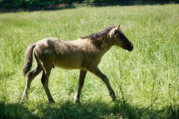 Polish Konik - young brown pony walking on pasture