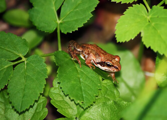 Frog sitting on green leaves. 