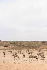 Fototapeta na wymiar Gemsbok or South African Oryx, Kgalagadi