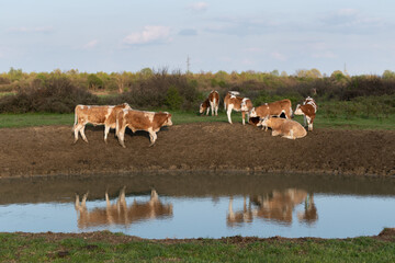 Cows at shore of watering hole, cattle in free range in plain field