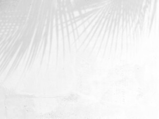 shadow of palm leaves on white cement wall background